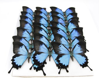 10 WINGS OPEN Blue Ulysses Swallowtail (Papilio ulysses) A1 Butterfly Spread Specimen Pinned in Box