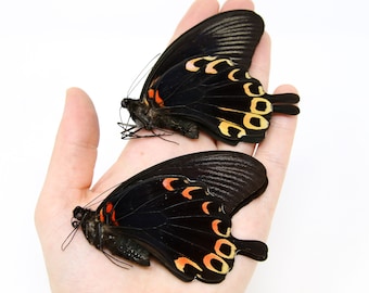 Two (2) Papilio deiphobus, Swallowtail A1 Real Dry-Preserved Butterflies, Unmounted Entomology Taxidermy Specimens