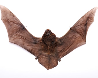Long-Fingered Bat (Miniopterus medius) | A1 Spread Specimen | Dry-Preserved Taxidermy NON-CITES