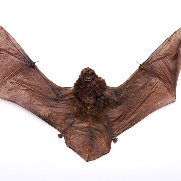 FOUR (4) Long-Fingered Bat (Miniopterus medius) | A1 Fine Quality Spread-Specimen | Dry-Preserved Clean Taxidermy (NON-CITES)