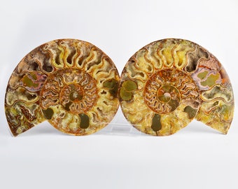 Large Cut & Polished Ammonite Pair | 210x180mm | 115 Million Years | Fossil Specimen