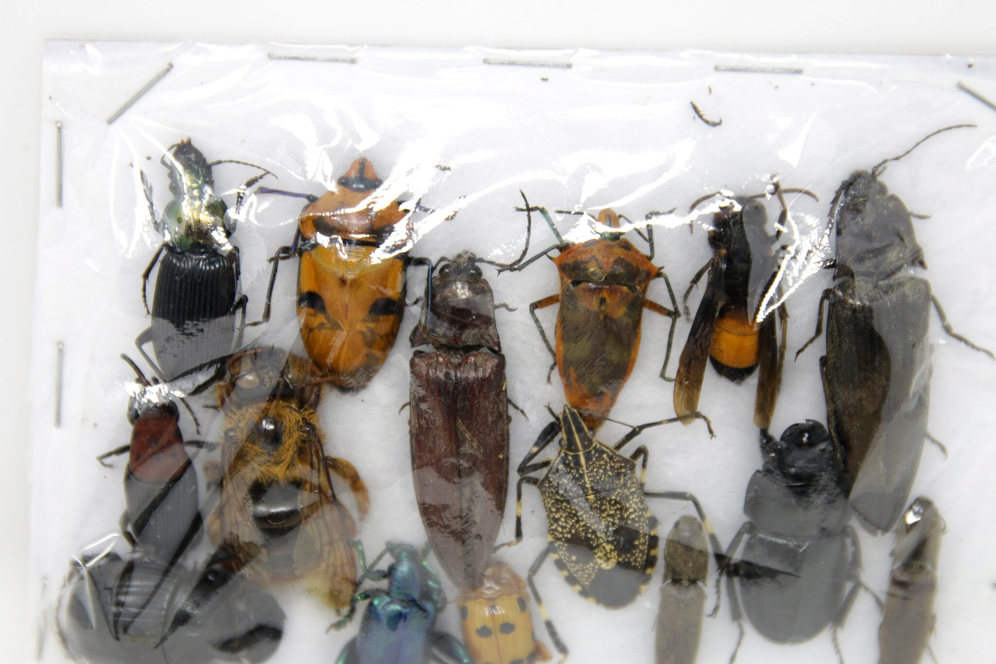 Insect Specimen Collection, Thailand 2021 (Various Coleoptera) SETAI20