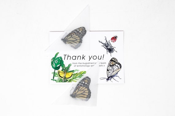 オオカバマダラ（Danaus plexippus）2匹、乾燥保存された蝶の標本