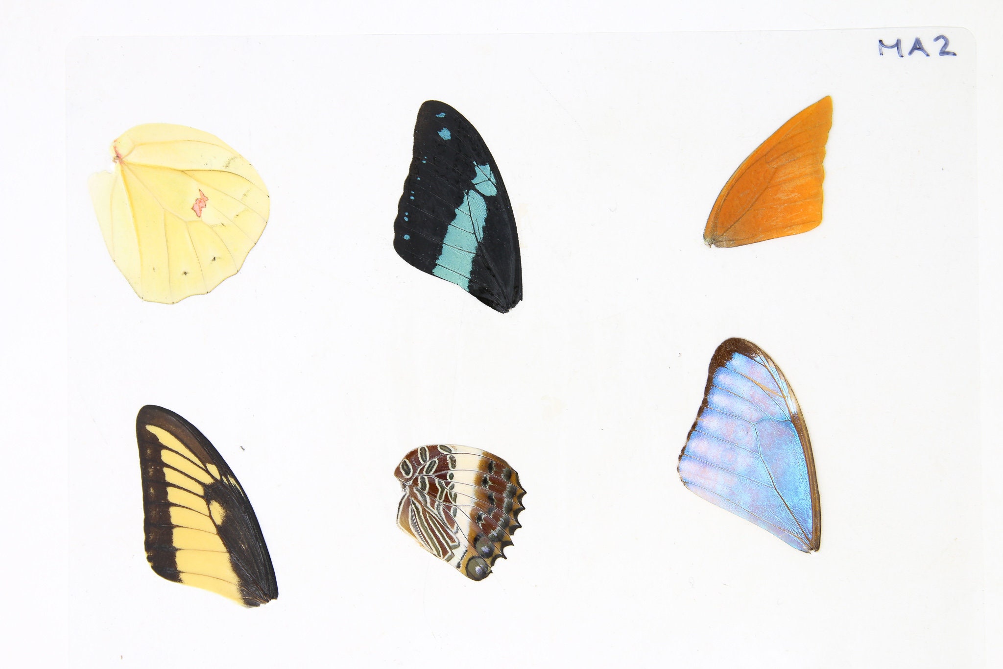 Laminated Sheet of Real Butterfly Wings A5 Glossy 80 mic 154 x 216mm
