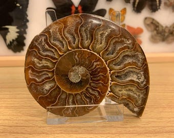 Large Cut & Polished Ammonite (BF901) FREE SHIPPING