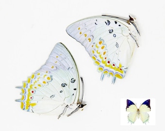 TWO (2) Polyura delphis concha - The Jewelled Nawab, Dry-Preserved Specimens, Entomology Taxidermy Lepidoptera Butterflies
