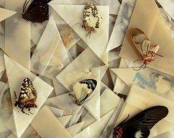 SIX (6) Tropical Moths, Assorted Unmounted Specimens, A1 Entomology