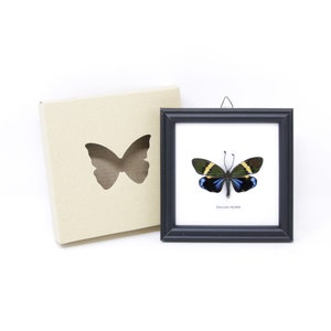 May include: A framed butterfly specimen with a black frame, displayed on a white background. The butterfly has black, yellow, and blue wings. A cardboard box with a butterfly-shaped cutout is next to the frame.