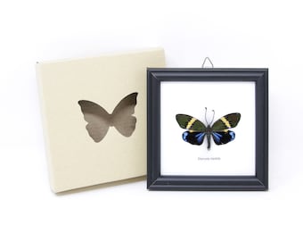 The Blue Day Flying Moth (Eterusia repleta) | Real Butterfly Mounted Under Glass, Wall Hanging Home Décor Framed 5 x 5 In. Gift Boxed