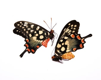TWO (2) Madagascan Giant Swallowtails (Pharmacophagus antenor) A1/A- Unmounted Real Butterflies