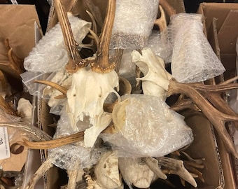 Vintage Roe Deer Skull Ideal for Artistic Creation | Quality is Damaged-Broken-Seconds