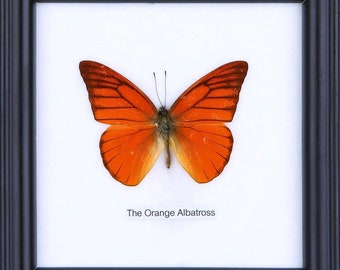 The Orange Albatross | Real Butterfly Mounted Under Glass, Wall Hanging Home Décor Framed 5 x 5 In. Gift Boxed