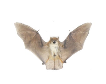 Clear-winged Woolly Bat SPREAD-WINGS (Kerivoula pellucida) A1 Specimen 6" Wingspan