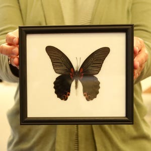 本物の蝶の標本 ヴィンテージ 額入り 乾燥保存された剥製の蝶 - Etsy 日本