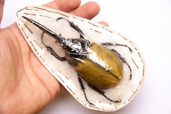 ヘラクレスオオカブト (Dynastes hercules lichyi) ペルー、A1 ヘラクレスオオカブト (Dynastes hercules lichyi) ペルー、A1