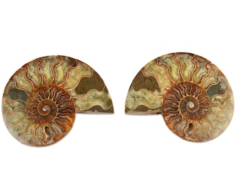 Large Cut & Polished Ammonite Pair | 140x111mm | 115 Million Years | Fossil Specimen