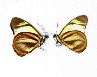 TWO (2) Hesperocharis hirlanda - The Hirlanda White Butterfly, Dry-Preserved Specimens, Entomology  Lepidoptera Butterflies