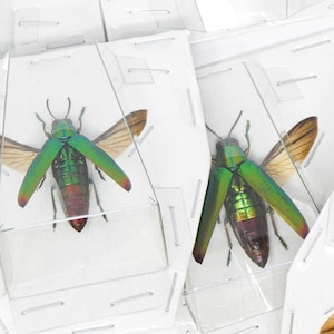 Lot of 5 SPREAD Chrysochroa fulminans A1 Wings-open