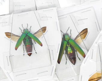 Lot of 5 SPREAD Chrysochroa fulminans A1 Wings-open