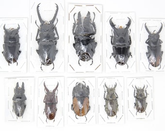 Assorted Specimens Insect Collection (Thailand) A1 Unmounted Dried Beetles, Coleoptera LOT*018