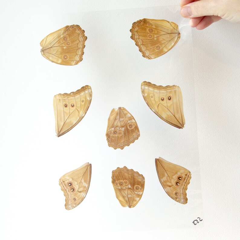 May include: Eight brown butterfly wings with white spots on a white background. The wings are arranged in a symmetrical pattern.
