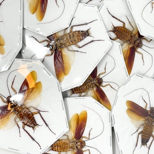 May include: A collection of framed insect specimens, each showcasing a different species of cockroach. The frames are white with a black border and feature a clear background, allowing for a clear view of the insects.