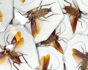 LOT OF 10 SPREAD Australian cockroach (Periplaneta australasiae) A1 Specimens