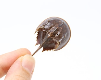 Horseshoe crab (Limulus species) Limulidae Sea-life Specimens for Collecting & Study