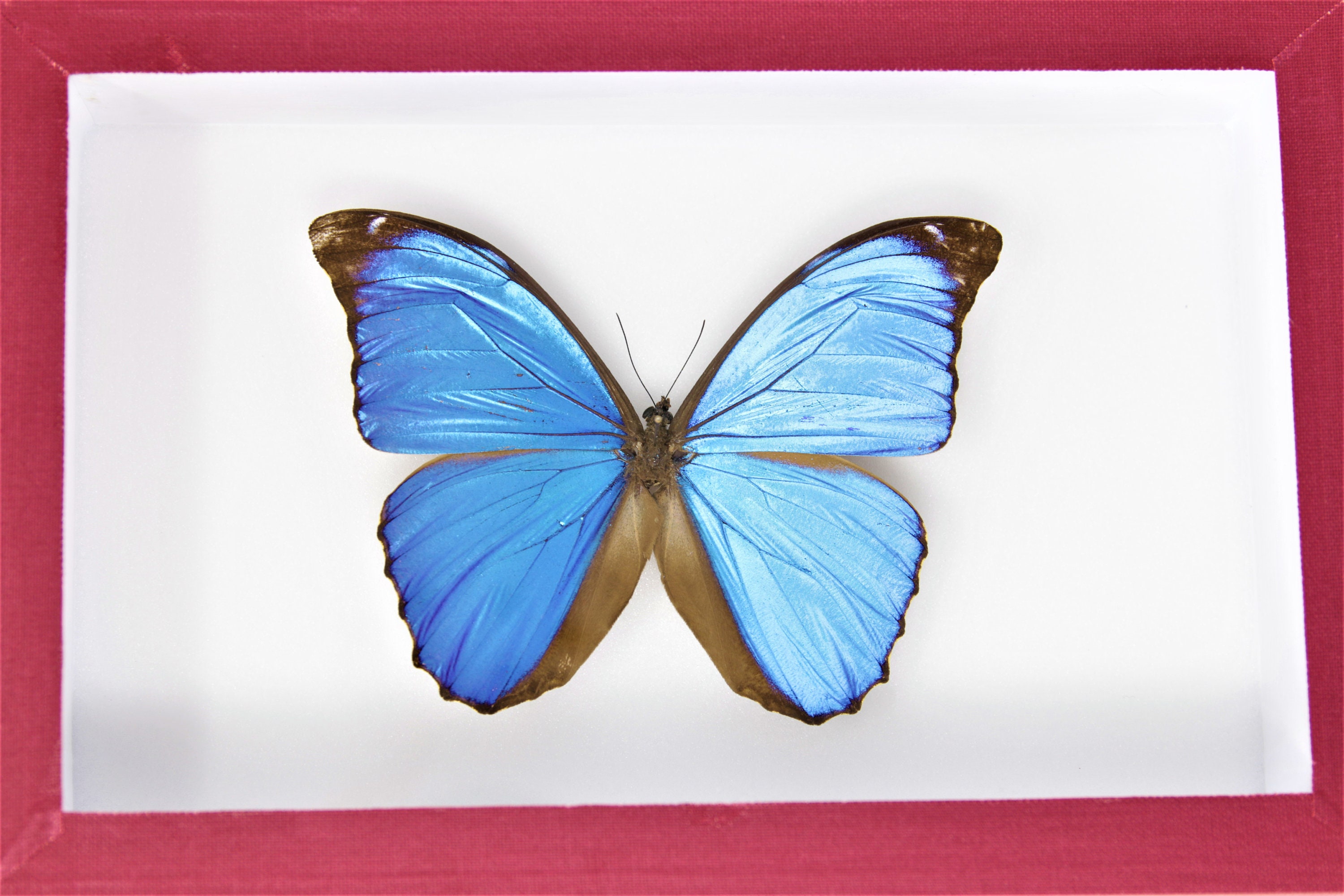 Framed Blue Butterfly Collection | Museum Styled Specimens | Pinned in