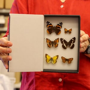 A box of 6 SPREAD BRITISH Butterflies, Various Pinned Palearctic Butterflies, LEPIDOPTERA (Lot.15)