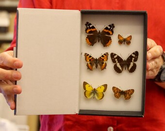 A box of 6 SPREAD BRITISH Butterflies, Various Pinned Palearctic Butterflies, LEPIDOPTERA (Lot.15)