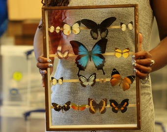 Antique Butterfly Glass Cased Display ex-London Natural History Museum’s Rothschild, Cockayne & Kettlewell Collection 38×29×6 cm (ROTH7)
