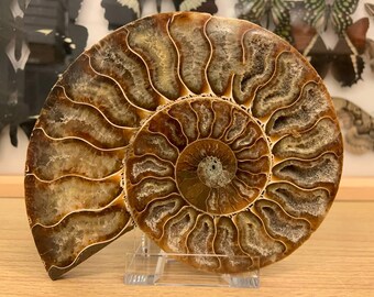 Large Cut & Polished Ammonite (BF900) FREE SHIPPING