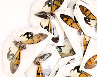 Lot of 5 Festive Cicadas (Gaeana festiva) A1 Entomology Specimens Wholesale