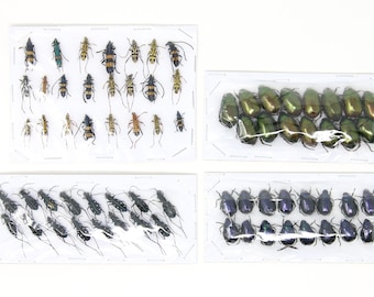 Assorted Specimens Insect Collection (Thailand) A1 Unmounted Dried Beetles, Coleoptera LOT*172