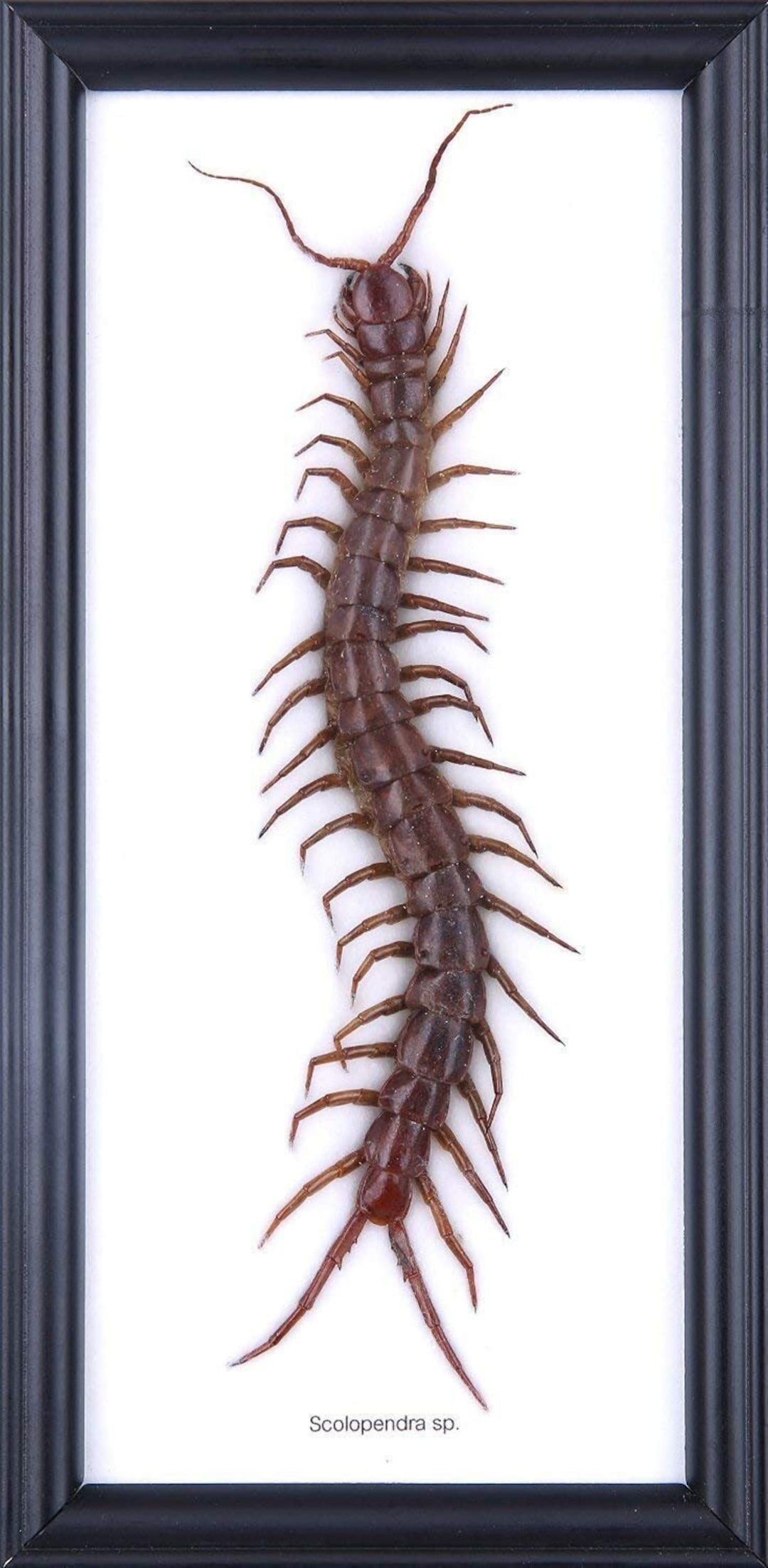 巨大ムカデ（Scolopendra subspinipes）｜額装・マウントされたクモ類