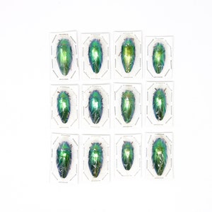 Assorted Specimens Insect Collection (Thailand) A1 Unmounted Dried Beetles, Coleoptera LOT*186