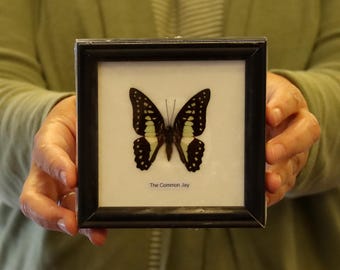 Real Butterfly Specimen Vintage Framed Dry-preserved Taxidermy Butterfly
