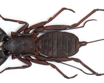 2 x WHIP スコーピオン ビネガロン (Hypoctonus rangunensis) A1 昆虫