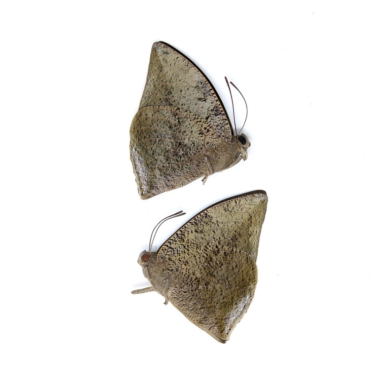 Two 2 Anaea xenocrates, A1 Real Dry-Preserved Butterflies, Unmounted Entomology Taxidermy Specimens image 2