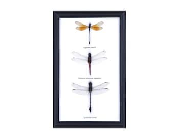 Three (3) Dragonfly Entomology Insect Taxidermy Display Frame, 9 x 6 in. Gift Boxed