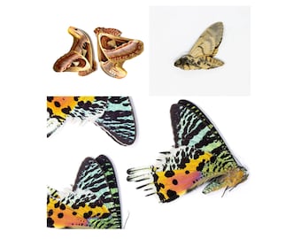 Tropical Moths Special Collection | 5 A1 Unmounted Specimens | Atlas, Sunset & Deaths Head Moths