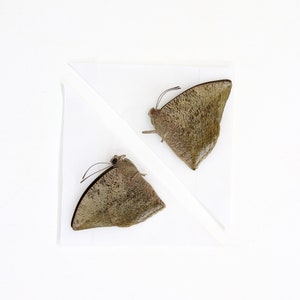 Two 2 Anaea xenocrates, A1 Real Dry-Preserved Butterflies, Unmounted Entomology Taxidermy Specimens image 5