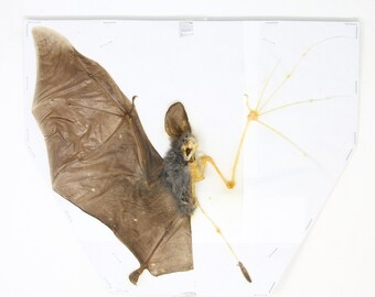 Lesser False Vampire Bat (Megaderma spasma) | A1 Spread Specimen | Indonesia Java | Half Skeleton Taxidermy Study