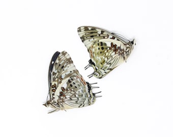 TWO (2) The Savannah Charaxes (Charaxes etesipe) A1 Dry-Preserved Specimens, Entomology Taxidermy Lepidoptera Butterflies