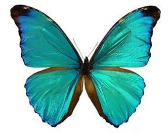 TWO (2) Morpho absoloni DAMAGED ANTENNA | Blue Morpho Brazil Butterflies | Unmounted Specimens