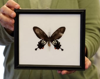 Real Butterfly Specimen Vintage Framed Dry-preserved Taxidermy Butterfly