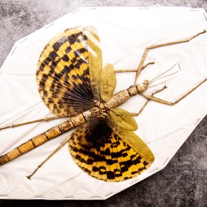 Giant Ghost Stick Insect (Phasma gigas) A1 Real Entomology Specimen