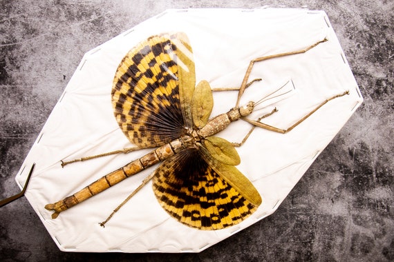Giant Ghost Stick Insect (phasma Gigas) A1 Real Entomology