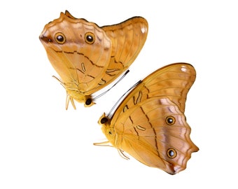 Two (2) Vindula arsinoe,  A1 Real Dry-Preserved Unmounted Butterflies